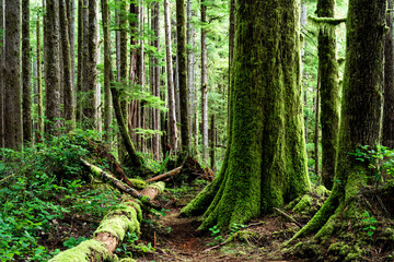 Naklejka premium Eden Grove, Port Renfrew, Vancouver Island, BC Canada