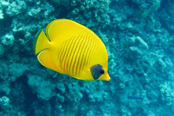 Coral fish - Masked butterflyfish - Chaetodon semilarvatus- Red Sea