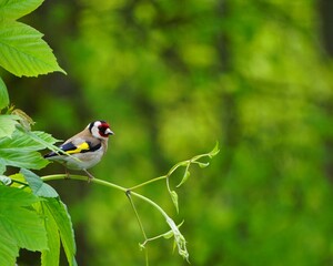 bird on a branch
