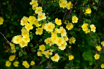 Obraz premium A closeup shot of yellow rosehip flowers