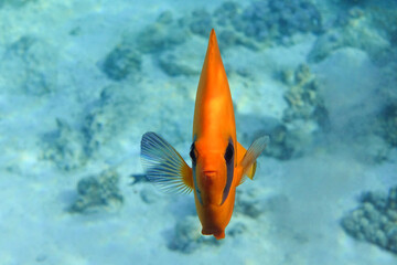Fototapeta premium Coral fish - Masked butterflyfish - Chaetodon semilarvatus- Red Sea