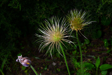 Seeds open lumbago, sleep-grass, lat. Anemone vulgaris is a perennial plant that blooms from April to June