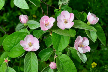 Fototapeta na wymiar Quince flowers, Cydonia oblonga, is a species of shrubs or small trees of the Rosaceae family. Its fruits are quinces