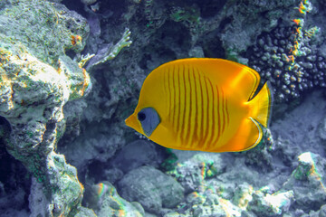 Obraz na płótnie Canvas Coral fish - Masked butterflyfish - Chaetodon semilarvatus- Red Sea