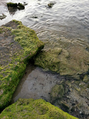 seaweed covered rocks with rough sea in background.