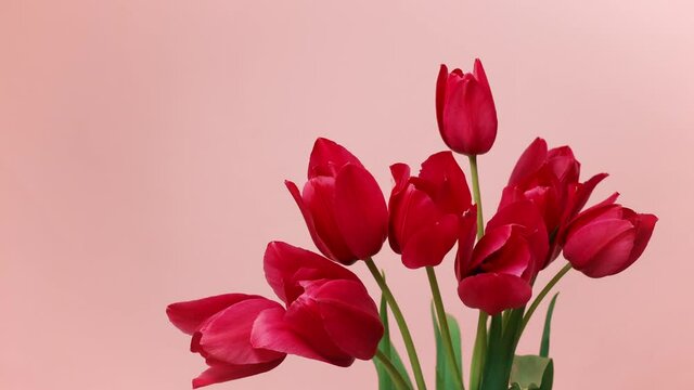 Nature pink pointy tulip flowers blooming on a pink background timelapse. Beautiful red tulips bloom in the spring. Happy Mother Day. 4K