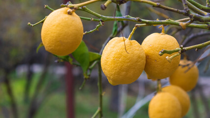 Ripe lemons on the tree in the garden