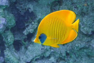 Coral fish - Masked butterflyfish - Chaetodon semilarvatus- Red Sea