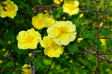 Obraz na płótnie Canvas A closeup shot of yellow rosehip flowers