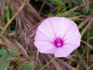 Pink bluebell flower in springtime