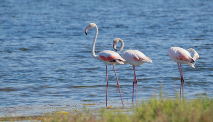 flock of flamingos in their natural ecosystem,Phoenicopterus

