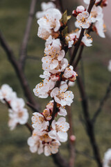 Kyiv, Ukraine, April 2014: Blossom of the Plum in the city