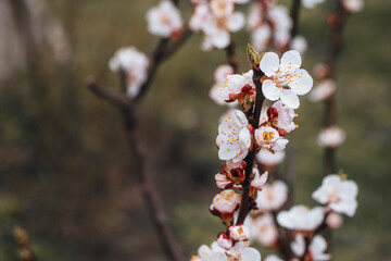 Kyiv, Ukraine, April 2014: Blossom of the Plum in the city