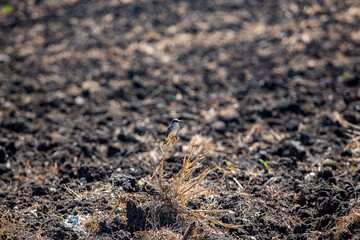 Hidden bird