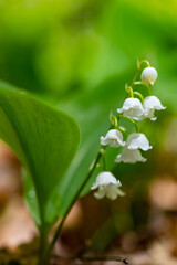 Maiglöckchen Blume Mai Convallaria majalis Maieriesli Garten Blume Zierpflanze giftig Bärlauch...