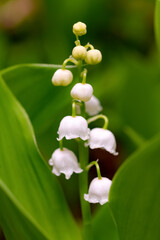 Maiglöckchen Blume Mai Convallaria majalis Maieriesli Garten Blume Zierpflanze giftig Bärlauch...