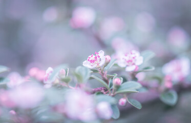 little pink flowers in spring