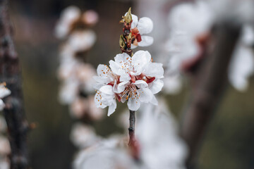 Kyiv, Ukraine, April 2014: Blossom of the Plum in the city