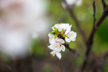 Kyiv, Ukraine, April 2014: Blossom of the Plum in the city