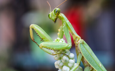 Macro photo of praying mantis