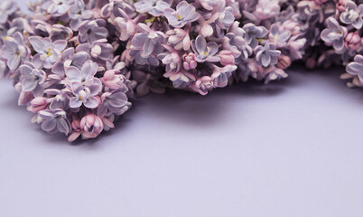 Spring background with lilac branches and petals.