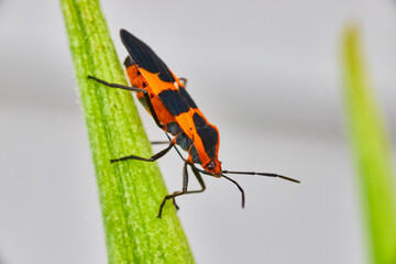 Milkweed Seed Bug detail