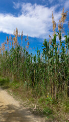 wild reed, in a natural park near barcelona