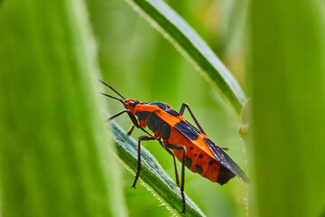 Milkweed Seed Bug detail