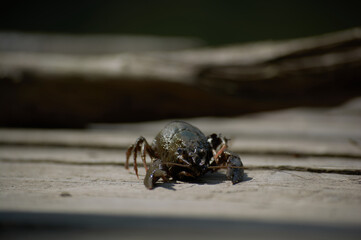 Freshwater crayfish sits on a wooden deck