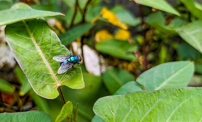 flies on flowers