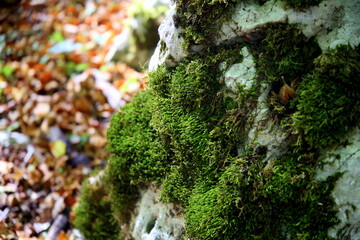 Selective focus on moss above a rock with the background of fallen autumn leaves