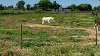 Horse resting behind the fence in a field in Barcelona.