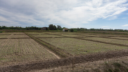 Fototapeta na wymiar field dedicated to growing vegetables on a farm