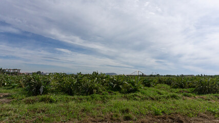 Artichoke plantation on a farm on the outskirts of barcelona.