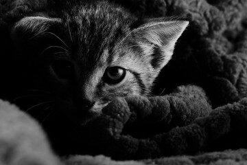 Kitten in blanket at home for comfort.