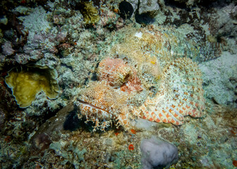 Naklejka na ściany i meble Scorpion fish hides among corals at the bottom of the Indian Ocean