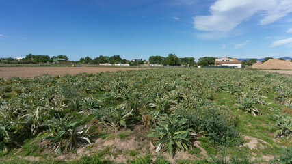 Fototapeta na wymiar Artichoke plantation on a farm on the outskirts of barcelona.
