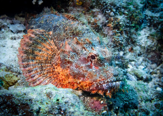 Scorpion fish hides among corals at the bottom of the Indian Ocean