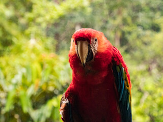 Scarlet Macaws, Amazonia