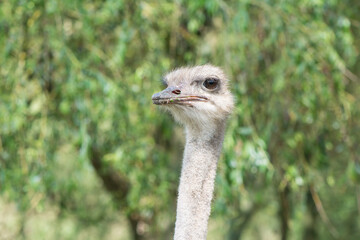 ostrich