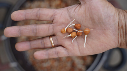 Closeup shot of sprouted chickpeas in someone's palm