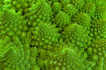 Natural fractal from romanesco cauliflower. Green background.