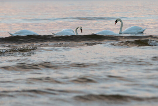 Mergini Bilder Durchsuchen 2,441 Archivfotos, und