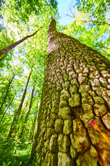 Fototapeta premium Detail of Tree Bark in lush green forest