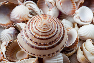 Mussels and shells
