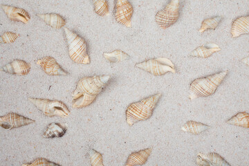 Fototapeta na wymiar Mussels and shells