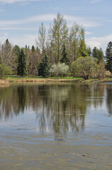 Pond with Trees in the Background