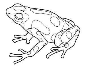 Little frog. Spotted poison dart frog. Coloring page. Black outline.