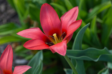 Obraz na płótnie Canvas A Tulip Flower in Full Bloom