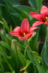 Tulip Flowers in Full Bloom